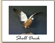 Shell Duck