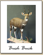 Buck Buck